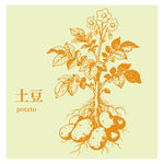 土豆植株插画