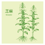 手绘芝麻植株图