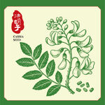 决明子植物手绘插画