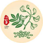 决明子插画手绘草本中药材 