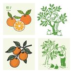 赣南脐橙子插画果实与采摘场景