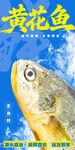 黄花鱼 