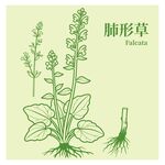 肺形草植物插画图