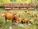 农家生态散养黄牛