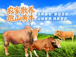 农家黄牛