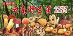 云南野生菌
