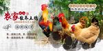 农家散养土鸡