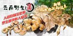 野生菌广告  