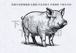 手绘线描矢量肥猪
