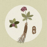 矢量人参植株插画展示