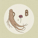 矢量传统中药材人参灵芝图案