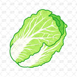 大白菜插画