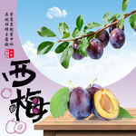 西梅 