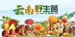 云南野生菌