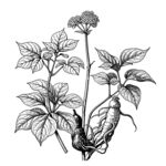 中草药人参线条插画