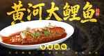 黄河大鲤鱼 