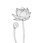 手绘莲花图 荷花 矢量图