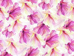 粉色花卉图案背景纹理
