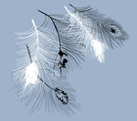 优雅孔雀羽毛特写