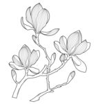 玉兰花枝线描图 矢量图