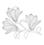 手绘玉兰花枝线条图 矢量图