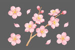 粉色烂漫樱花花枝图