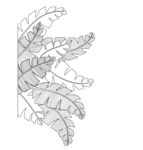 手绘蕨类植物叶片图案 矢量图