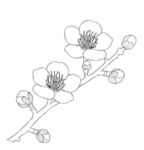 手绘梅花花枝线稿图 矢量图