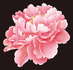 粉牡丹