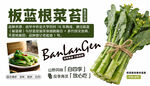 新鲜板蓝根茎苗待售