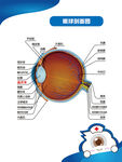眼球剖面图