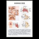 鼻部解剖示意图