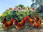 林间散养土鸡