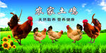 农家土鸡