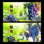 葡萄