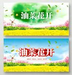 油菜花开展板