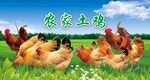 农家土鸡