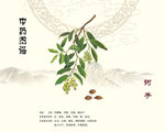 中药诃子植物展示图