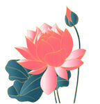 盛开的粉色荷花 矢量图