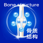 骨质结构展示图