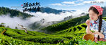 茶园梯田