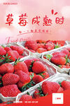 草莓海报