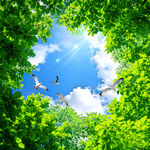 蓝天白云绿叶
