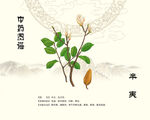辛夷花植物素材展示