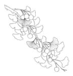 银杏枝叶线描图 矢量图