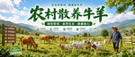 农村散养牛羊场景