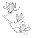 玉兰花枝线描图 矢量图
