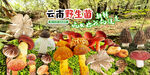 野生菌海报