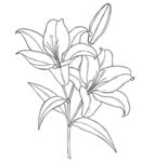 手绘线条百合花图案 矢量图