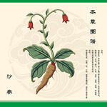 沙参植物插画展示